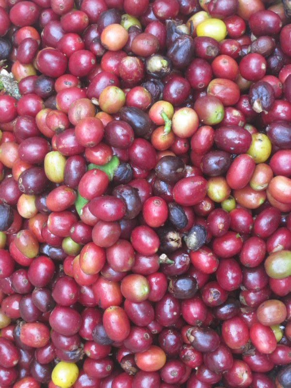 Coffee Harvest in Panama! How a NC Girl Came to be a Coffee Farmer!