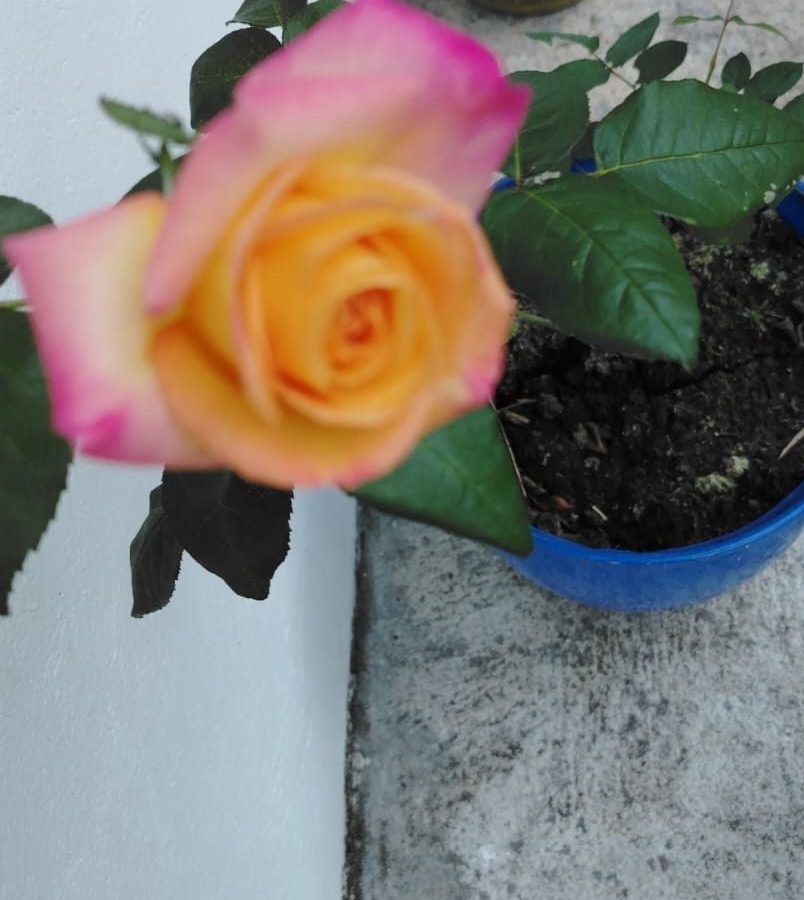 Lo, How a Rose E’er Blooming: Grief, memory, and a Christmas rose